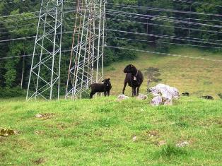 Sind die Zicklein nicht niedlich